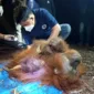Orang Utan Terjebak Karhutla di Kalteng Diselamatkan BKSDA