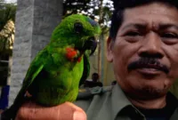 penyelundupan ratusan burung — Petugas BKSDA Jambi dan tim gabungan mengamankan ratusan burung dilindungi yang diselundupkan.