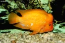 Ikan red devil yang tertangkap jaring nelayan di Danau Toba mengancam populasi ikan lokal dan pendapatan warga.