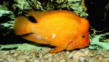 Ikan red devil yang tertangkap jaring nelayan di Danau Toba mengancam populasi ikan lokal dan pendapatan warga.