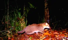 Kucing Tandang Kembali Terekam di Thailand Setelah 30 Tahun