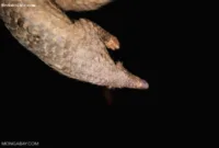 Seekor trenggiling yang menggulung tubuhnya menjadi bola sebagai mekanisme pertahanan diri di habitat aslinya.