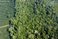 Nek Aso, warga Suku Mapur, menghadapi krisis air bersih akibat musim kemarau di Hutan Adat Benak, Bangka.