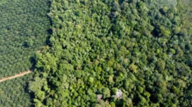 Krisis Air Bersih di Hutan Adat Suku Mapur Bangka