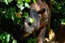 Upaya intensif penyelamatan badak sumatera terus digencarkan melalui kolaborasi berbagai lembaga di Kawasan Ekosistem Leuser.
