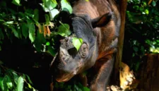 Upaya intensif penyelamatan badak sumatera terus digencarkan melalui kolaborasi berbagai lembaga di Kawasan Ekosistem Leuser.