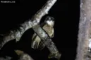 Burung hantu memiliki peran penting dalam ekosistem pertanian sebagai predator alami hama tikus.