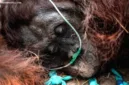 Populasi orangutan sumatera mengalami penurunan 19,5 persen akibat deforestasi dan aktivitas manusia dalam satu dekade terakhir.