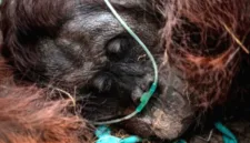 Populasi orangutan sumatera mengalami penurunan 19,5 persen akibat deforestasi dan aktivitas manusia dalam satu dekade terakhir.