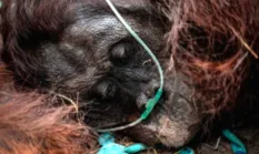 Populasi Orangutan Sumatera Turun 19,5 Persen dalam Dekade Terakhir