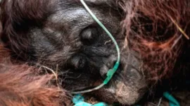 Populasi Orangutan Sumatera Turun 19,5 Persen dalam Dekade Terakhir