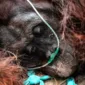 Populasi Orangutan Sumatera Turun 19,5 Persen dalam Dekade Terakhir
