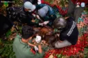 Tim penyelamat mengevakuasi orangutan yang terdampak kebakaran hutan di Kabupaten Ketapang, Kalimantan Barat.