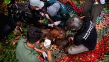 Tim penyelamat mengevakuasi orangutan yang terdampak kebakaran hutan di Kabupaten Ketapang, Kalimantan Barat.