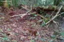 Kucing merah kalimantan kembali terekam kamera pengintai di kawasan Taman Nasional Kayan Mentarang, Kabupaten Malinau.