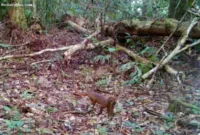 Kucing merah kalimantan terekam kamera pengintai di Taman Nasional Kayan Mentarang, Kalimantan Utara.