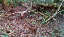 Kucing merah kalimantan kembali terekam kamera pengintai di kawasan Taman Nasional Kayan Mentarang, Kabupaten Malinau.