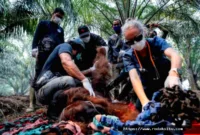 7 Orangutan Diselamatkan Akibat Karhutla di Ketapang
