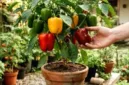 Menanam paprika di dalam pot menjadi solusi praktis untuk mendapatkan pasokan sayuran segar di lahan terbatas.