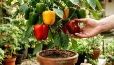 Menanam paprika di dalam pot menjadi solusi praktis untuk mendapatkan pasokan sayuran segar di lahan terbatas.