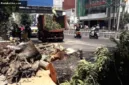 Pemerintah Kota Semarang melakukan evaluasi RTH pasca-insiden pohon tumbang di Jalan Pandanaran.