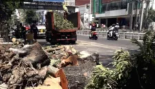 Pemerintah Kota Semarang melakukan evaluasi RTH pasca-insiden pohon tumbang di Jalan Pandanaran.
