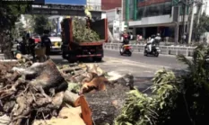 Pohon Tumbang di Jalan Pandanaran Semarang, Pemkot Evaluasi RTH