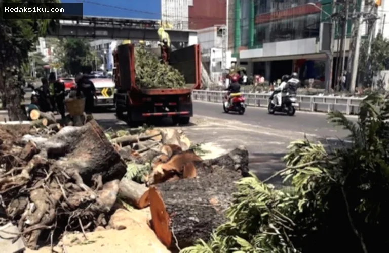 Pohon Tumbang — Pohon jenis Soga yang tumbang di kawasan Jalan Pandanaran, Kota Semarang.