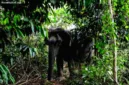 Populasi gajah sumatera diperkirakan mencapai 1.365 hingga 1.719 individu berdasarkan data terbaru tahun 2026.