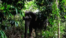Populasi gajah sumatera diperkirakan mencapai 1.365 hingga 1.719 individu berdasarkan data terbaru tahun 2026.