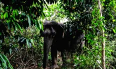 Populasi Gajah Sumatera Terbaru: 1.365–1.719 Individu (2026)