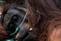orangutan diselamatkan — Petugas mengevakuasi orangutan Borneo yang terdampak kebakaran hutan di Kalimantan Barat