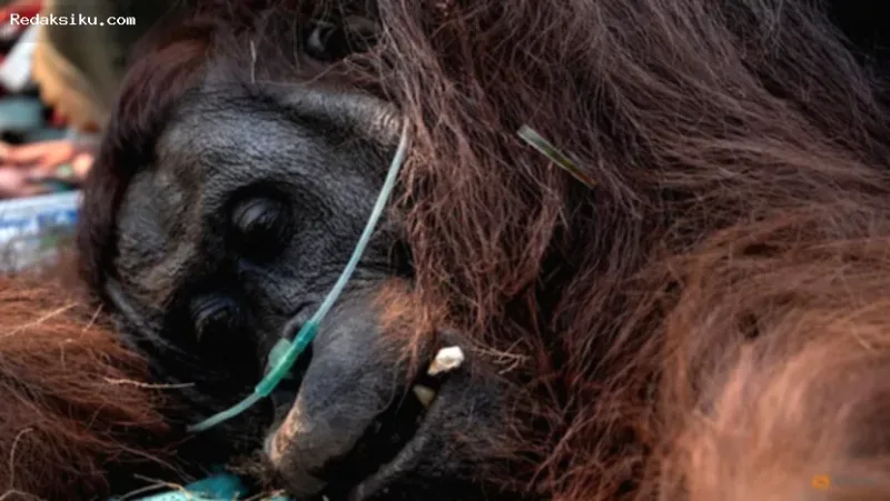 orangutan diselamatkan — Petugas mengevakuasi orangutan Borneo yang terdampak kebakaran hutan di Kalimantan Barat
