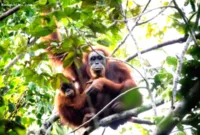 Orangutan Tapanuli di habitat hutan yang terfragmentasi di ekosistem Batang Toru
