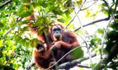Upaya Penyelamatan Orangutan Tapanuli Lewat Jembatan Arboreal