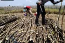 PT Aman Agrindo Tbk GULA bertransformasi menjadi produsen gula terintegrasi dari hulu hingga hilir.