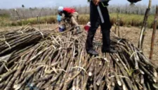 PT Aman Agrindo Tbk GULA bertransformasi menjadi produsen gula terintegrasi dari hulu hingga hilir.