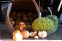 Tumpukan buah-buahan hutan yang melimpah di rumah warga Desa Juhu, titik tertinggi Pegunungan Meratus.