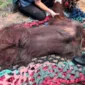 Orangutan Sempurna yang Sempat Ditemukan Pingsan di Kalbar Mati