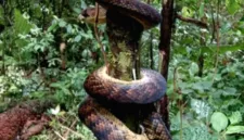 Konflik satwa di Kabupaten Taliabu, Maluku Utara, menyebabkan dua warga tewas diterkam ular piton.