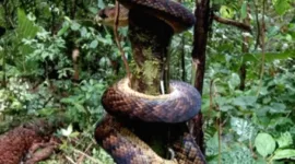 Konflik Satwa: Piton Telan Dua Warga di Taliabu