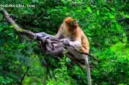 Kebakaran hutan dan lahan di Kalimantan Selatan mengancam kelangsungan hidup populasi bekantan.