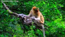 Kebakaran hutan dan lahan di Kalimantan Selatan mengancam kelangsungan hidup populasi bekantan.