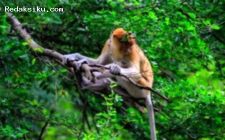 Habitat bekantan di Kalimantan Selatan terancam akibat kebakaran hutan dan lahan