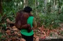 Sebanyak 11 orang utan dievakuasi akibat ancaman karhutla di Samboja, Kalimantan Timur, pada Kamis (3/9/2026).
