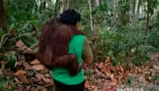 Sebanyak 11 orang utan dievakuasi akibat ancaman karhutla di Samboja, Kalimantan Timur, pada Kamis (3/9/2026).