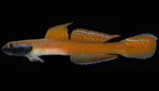 BRIN dan lembaga internasional menemukan spesies ikan gobi air tawar baru bernama Stiphodon annieae di perairan Halmahera Tengah.