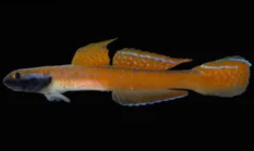 Ikan Stiphodon annieae, Spesies Unik dari Halmahera