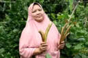 Petani di Desa Lamteuba, Aceh Besar, mulai membudidayakan kacang koro pedang sebagai alternatif kedelai yang tahan iklim.
