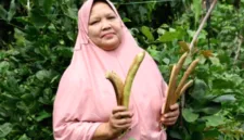 Petani di Desa Lamteuba, Aceh Besar, mulai membudidayakan kacang koro pedang sebagai alternatif kedelai yang tahan iklim.